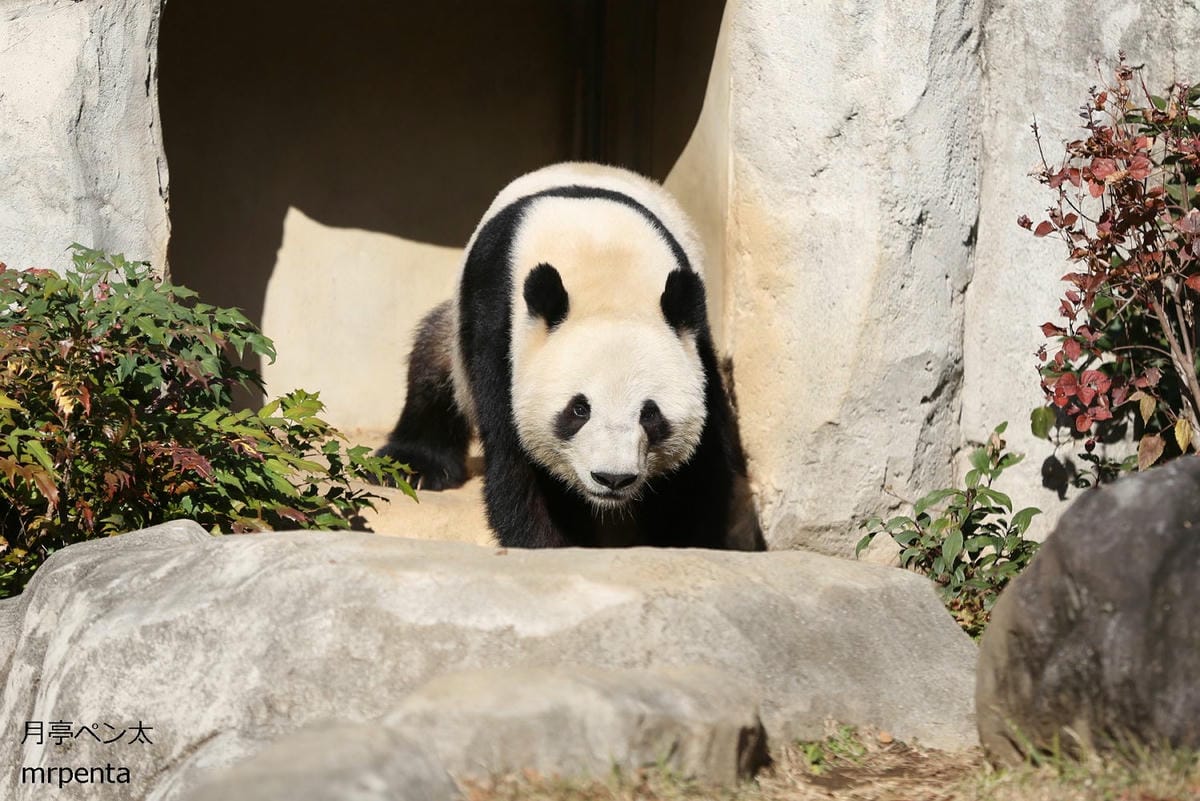上野動物園貓熊返中倒數1個月排隊數小時限看1分鐘