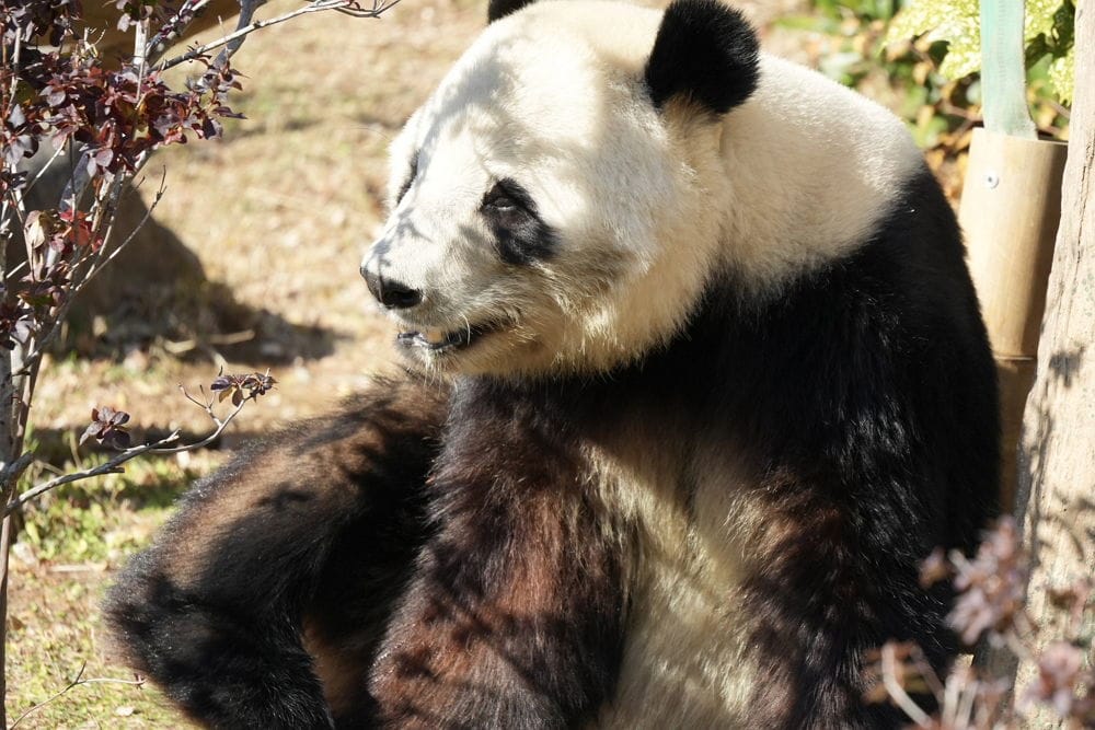 上野動物園貓熊返中倒數1個月排隊數小時限看1分鐘