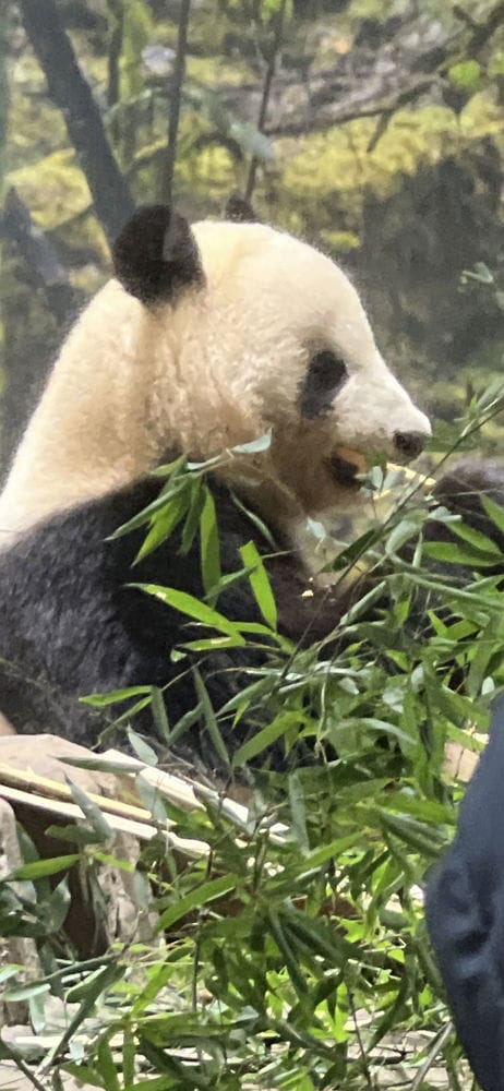 上野動物園貓熊返中倒數1個月排隊數小時限看1分鐘