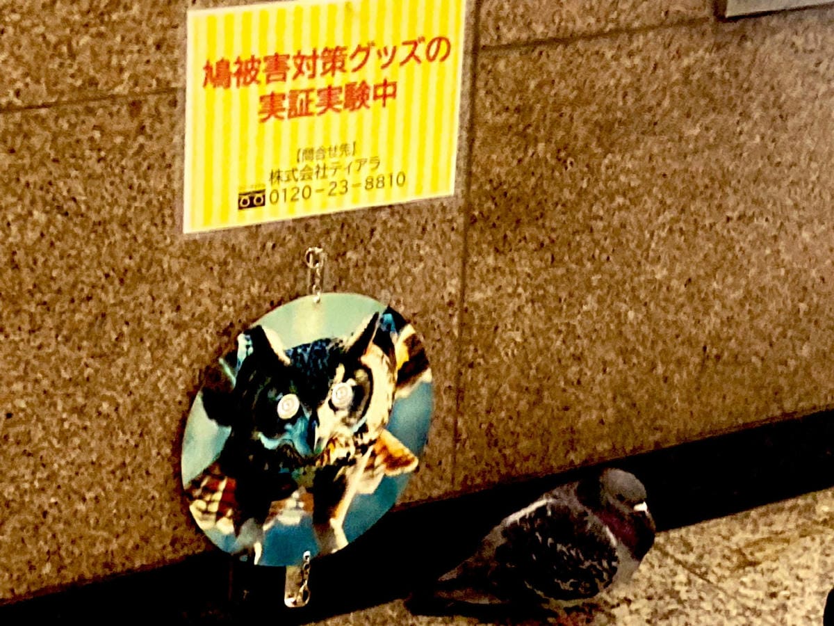 鴿群大舉入侵新宿車站1招試圖驅趕笑噴眾:畫面太蠢 - 第3張圖 鴿群大舉入侵新宿車站1招試圖驅趕笑噴眾:畫面太蠢