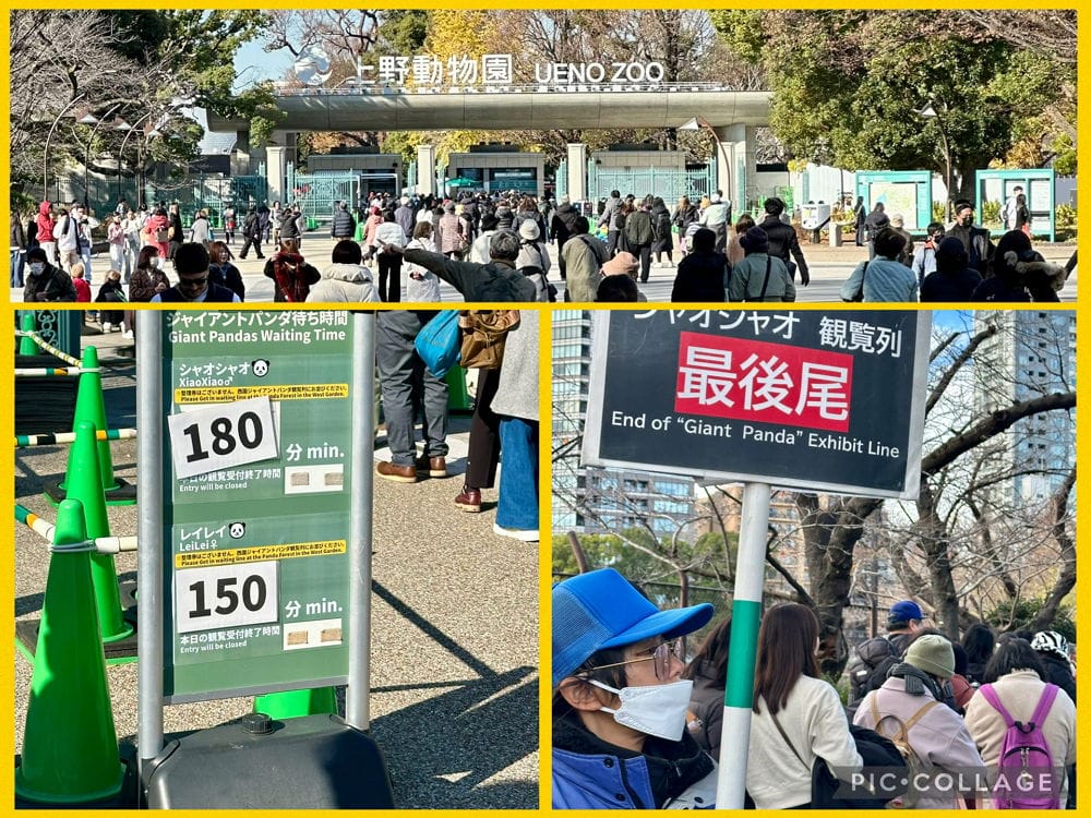 上野動物園貓熊返中倒數1個月排隊數小時限看1分鐘