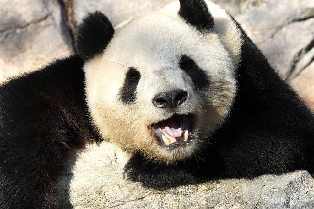 上野動物園貓熊返中倒數1個月排隊數小時限看1分鐘