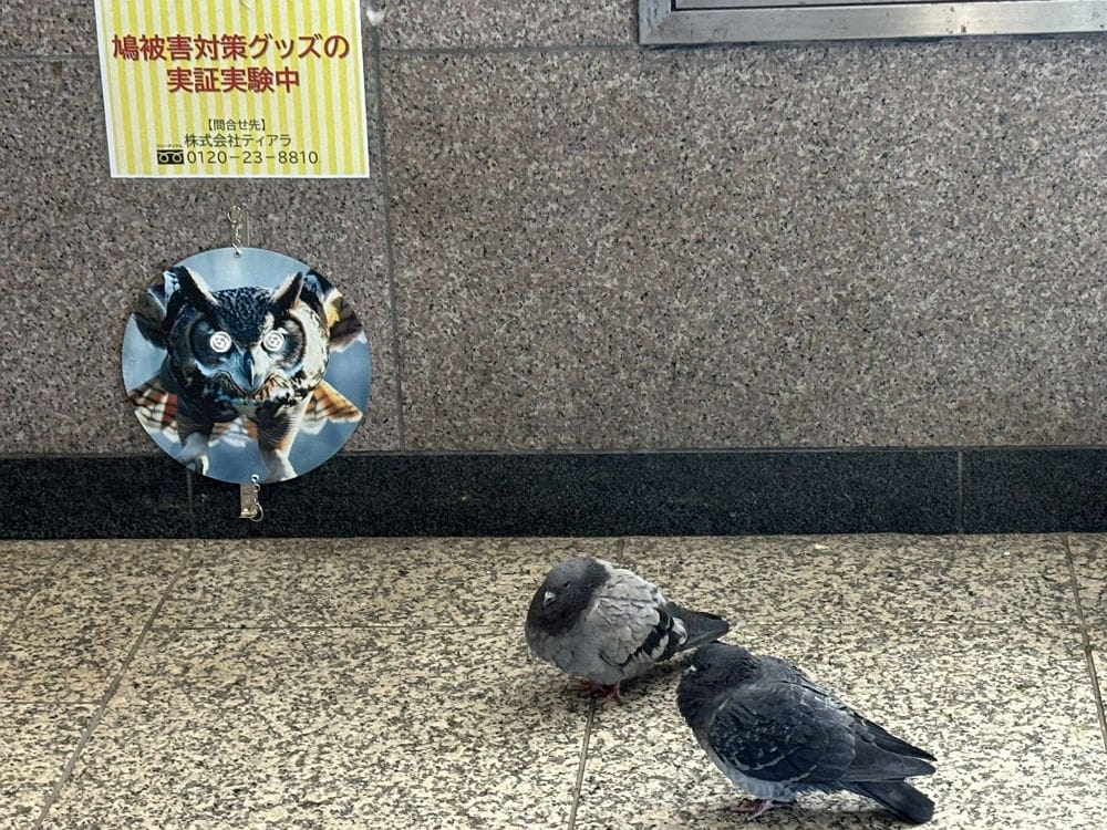 鴿群大舉入侵新宿車站1招試圖驅趕笑噴眾:畫面太蠢 - 第10張圖 鴿群大舉入侵新宿車站1招試圖驅趕笑噴眾:畫面太蠢