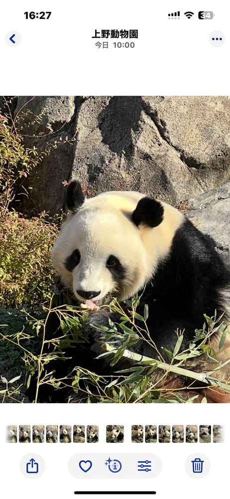 上野動物園貓熊返中倒數1個月排隊數小時限看1分鐘