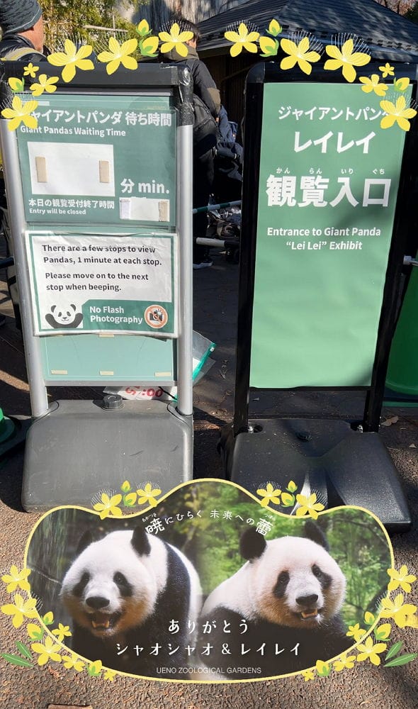 上野動物園貓熊返中倒數1個月排隊數小時限看1分鐘