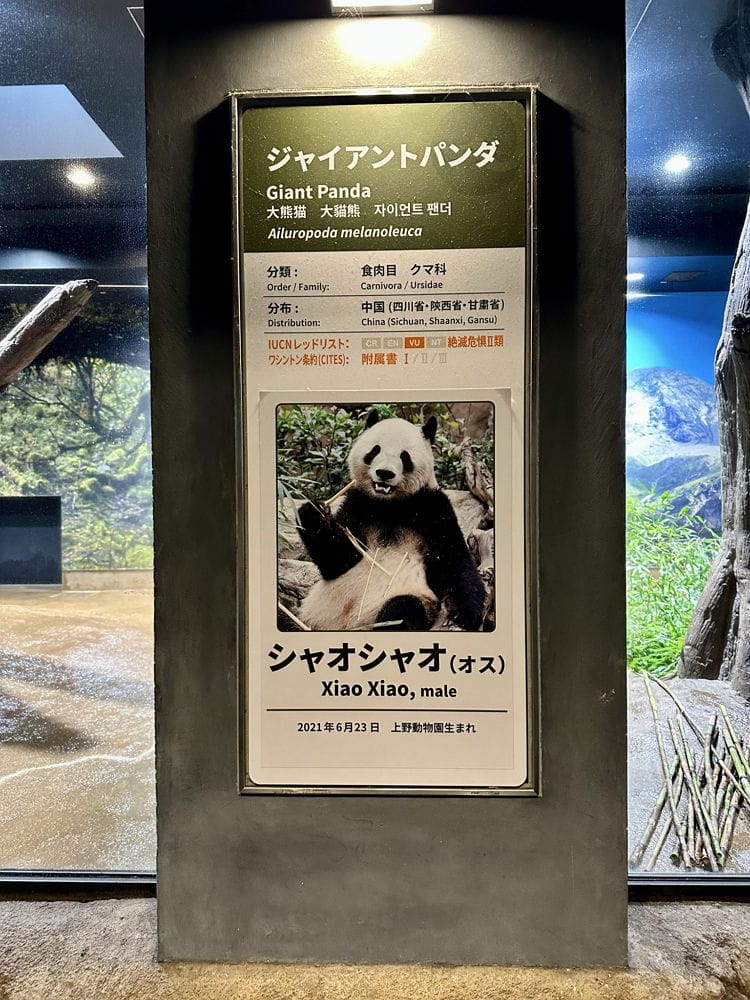 上野動物園貓熊返中倒數1個月排隊數小時限看1分鐘