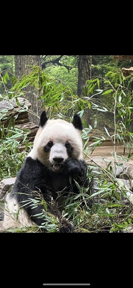 上野動物園貓熊返中倒數1個月排隊數小時限看1分鐘
