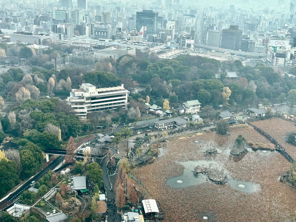 上野動物園貓熊返中倒數1個月排隊數小時限看1分鐘