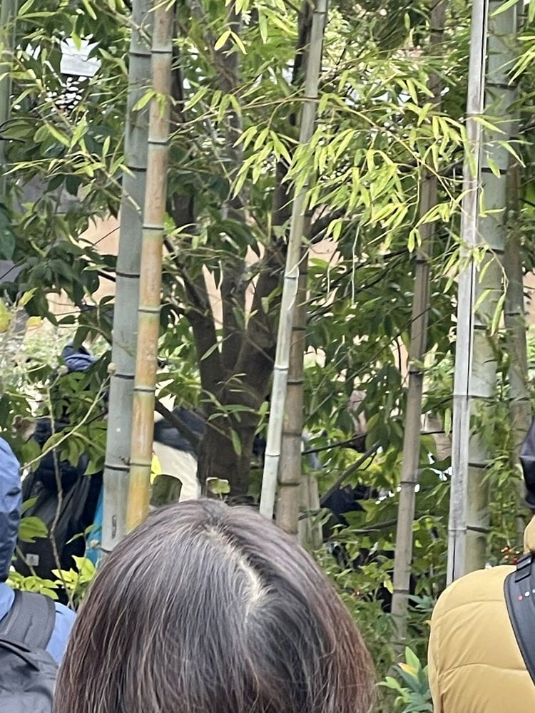 上野動物園貓熊返中倒數1個月排隊數小時限看1分鐘