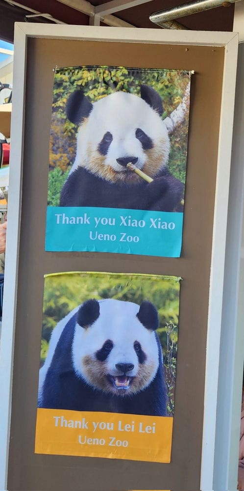 上野動物園貓熊返中倒數1個月排隊數小時限看1分鐘