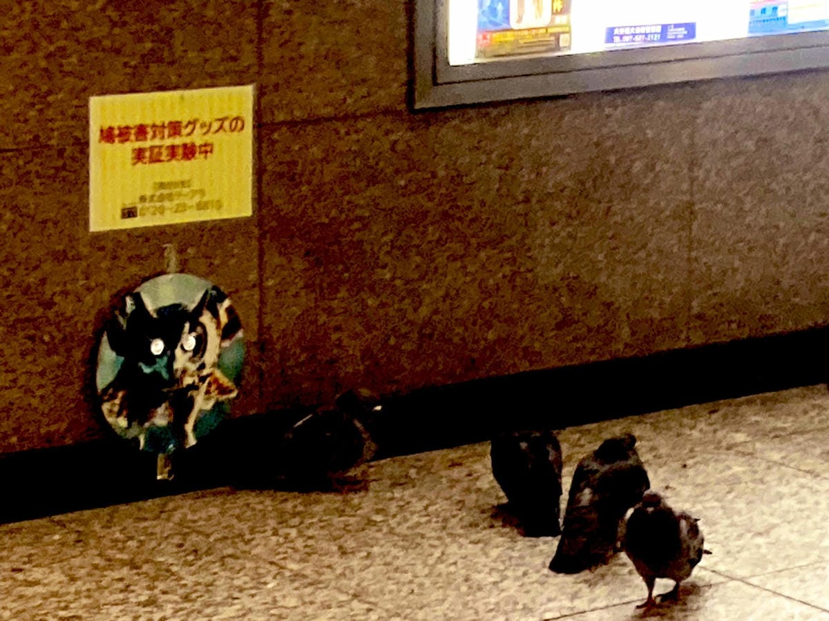 鴿群大舉入侵新宿車站1招試圖驅趕笑噴眾:畫面太蠢 - 第2張圖 鴿群大舉入侵新宿車站1招試圖驅趕笑噴眾:畫面太蠢