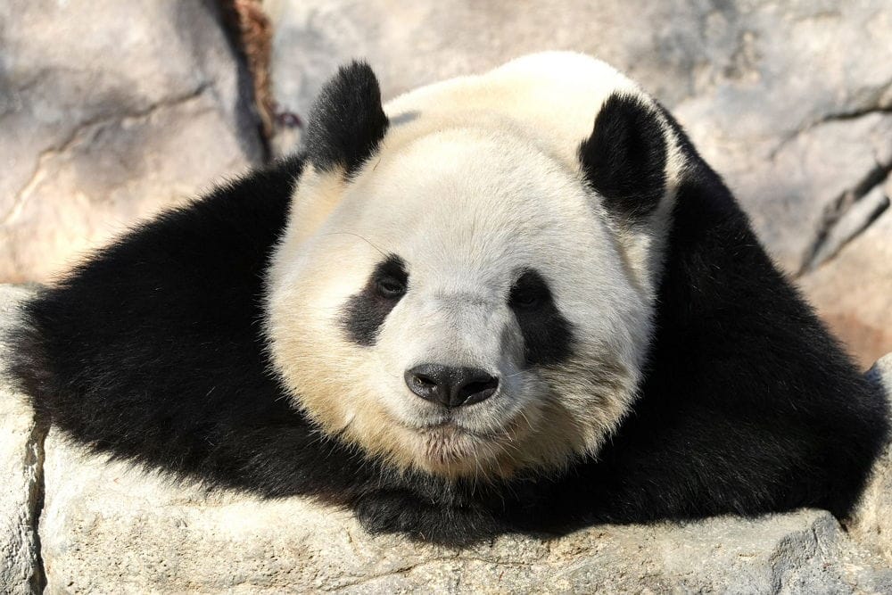 上野動物園貓熊返中倒數1個月排隊數小時限看1分鐘