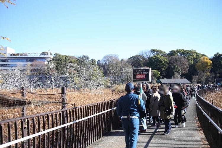 上野動物園貓熊返中倒數1個月排隊數小時限看1分鐘