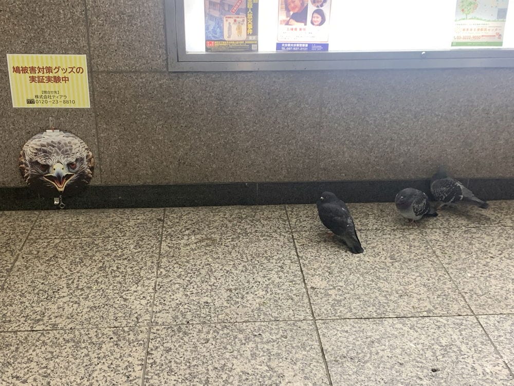 鴿群大舉入侵新宿車站1招試圖驅趕笑噴眾:畫面太蠢 - 第5張圖 鴿群大舉入侵新宿車站1招試圖驅趕笑噴眾:畫面太蠢