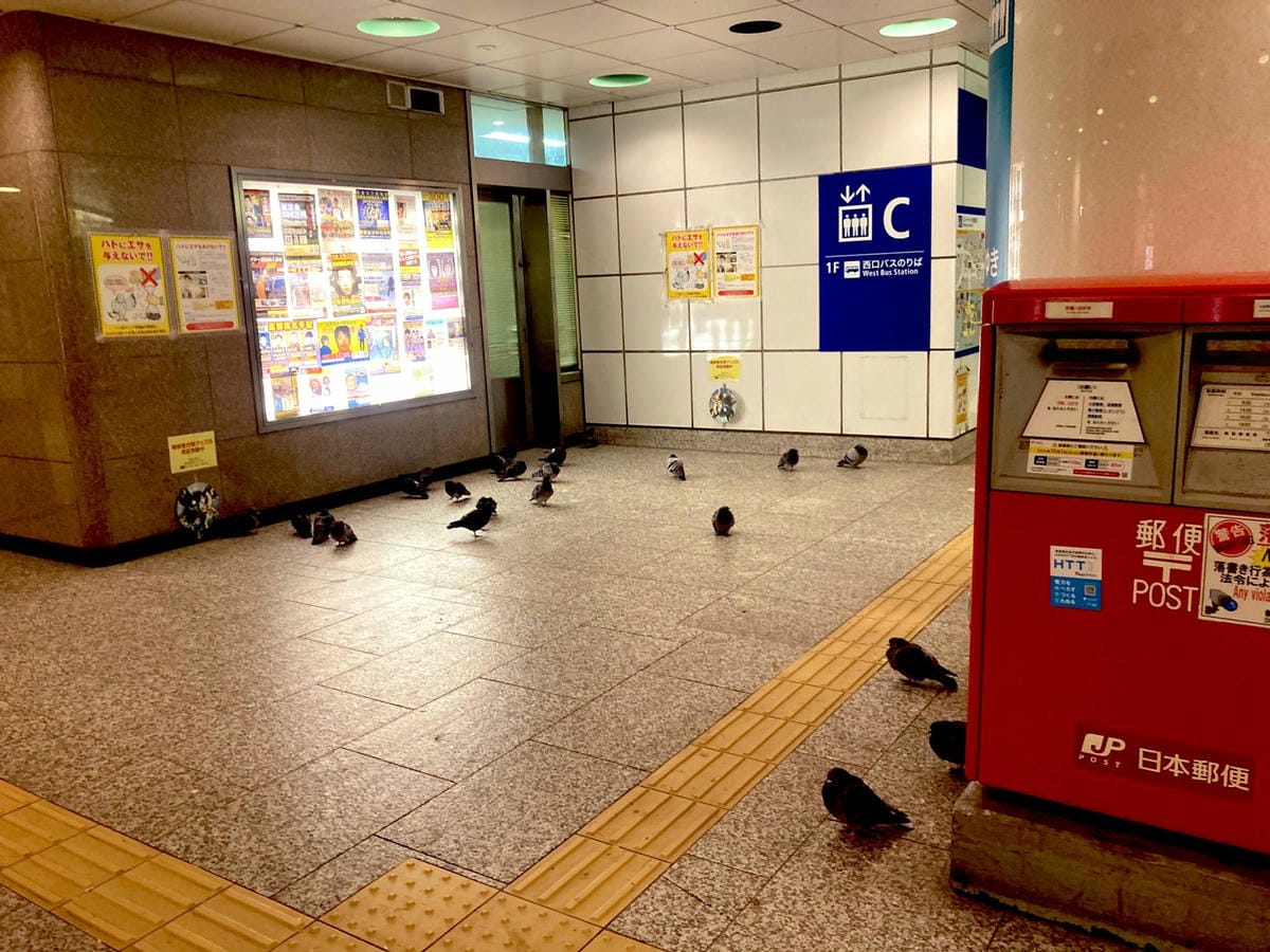 鴿群大舉入侵新宿車站1招試圖驅趕笑噴眾:畫面太蠢 - 第1張圖 鴿群大舉入侵新宿車站1招試圖驅趕笑噴眾:畫面太蠢