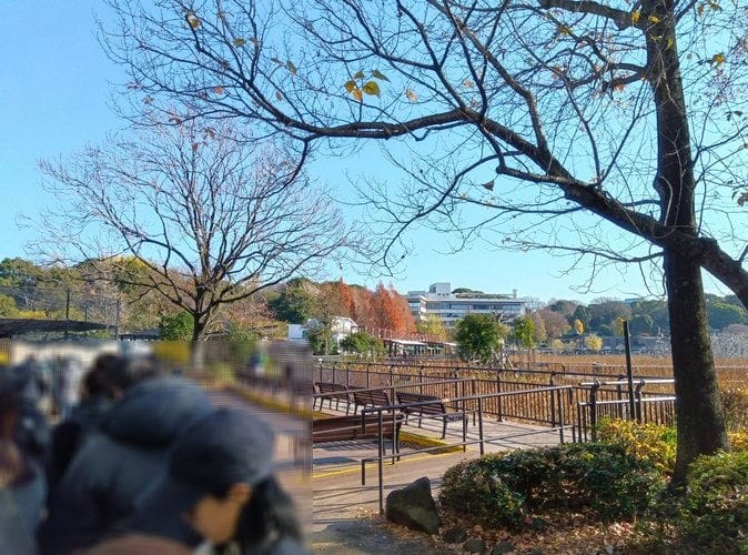 上野動物園貓熊返中倒數1個月排隊數小時限看1分鐘