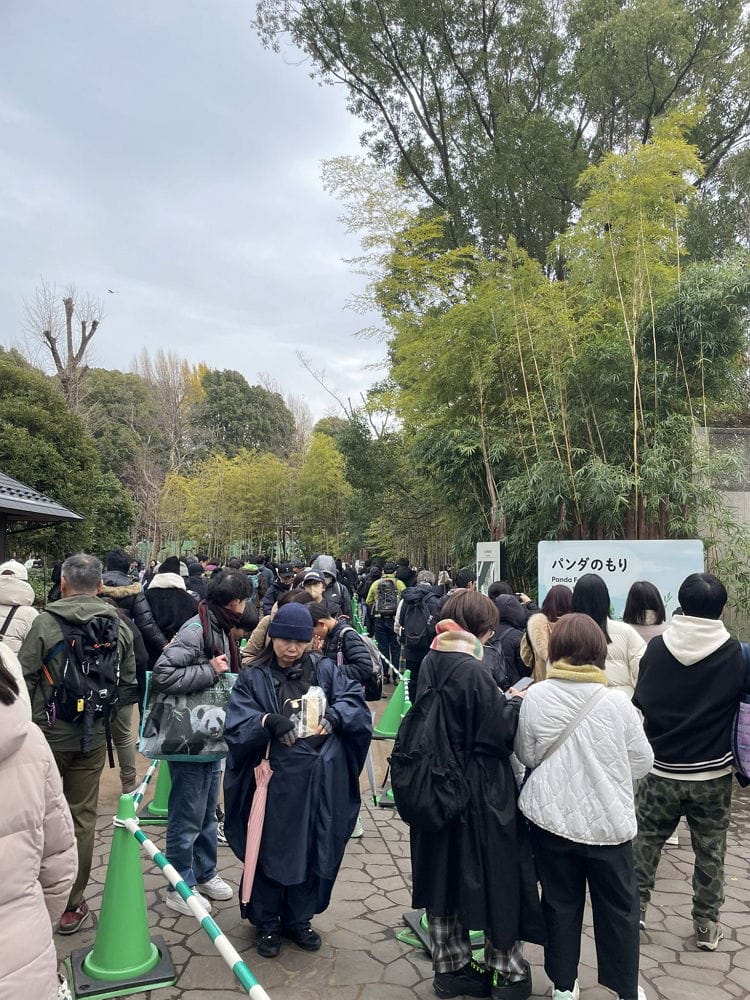 上野動物園貓熊返中倒數1個月排隊數小時限看1分鐘